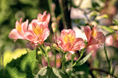 Blooming pink spring flowers alstromeria bouquet outdoor photo