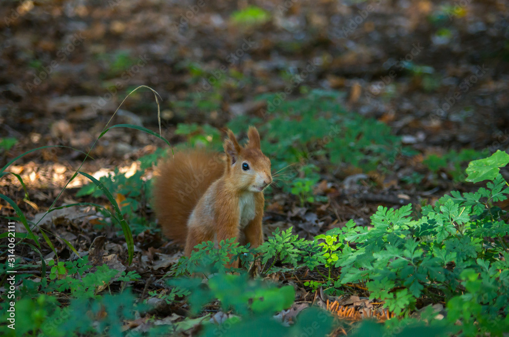 The red squirrel or Eurasian red squirrel (Sciurus vulgaris) is a species of tree squirrel in the genus Sciurus common throughout Eurasia. The red squirrel or Eurasian red squirrel (Sciurus vulgaris) is a species of tree squirrel in the genus Sciurus common throughout Eurasia.