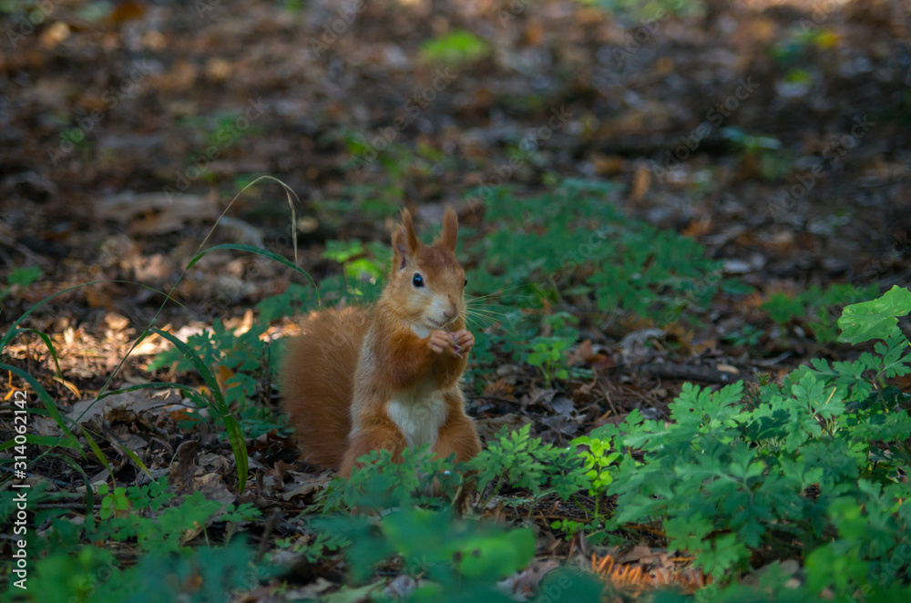 The red squirrel or Eurasian red squirrel (Sciurus vulgaris) is a species of tree squirrel in the genus Sciurus common throughout Eurasia. The red squirrel or Eurasian red squirrel (Sciurus vulgaris) is a species of tree squirrel in the genus Sciurus common throughout Eurasia.