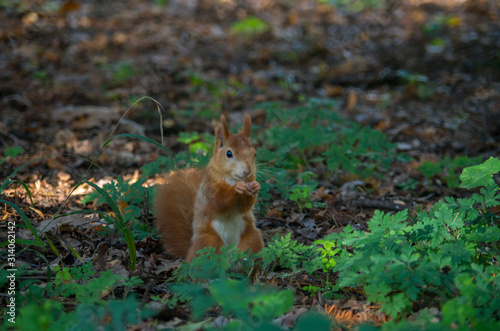 The red squirrel or Eurasian red squirrel  Sciurus vulgaris  is a species of tree squirrel in the genus Sciurus common throughout Eurasia.