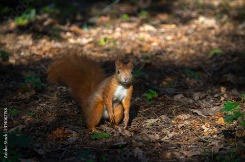 The red squirrel or Eurasian red squirrel (Sciurus vulgaris) is a species of tree squirrel in the genus Sciurus common throughout Eurasia.