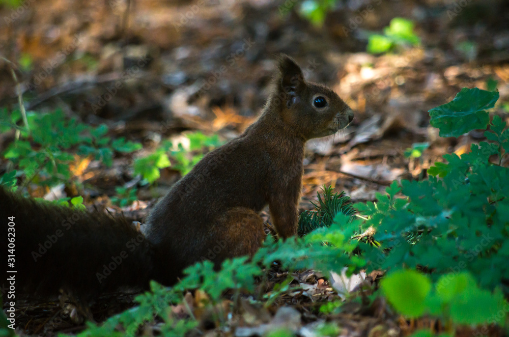 The red squirrel or Eurasian red squirrel (Sciurus vulgaris) is a species of tree squirrel in the genus Sciurus common throughout Eurasia. The red squirrel or Eurasian red squirrel (Sciurus vulgaris) is a species of tree squirrel in the genus Sciurus common throughout Eurasia.
