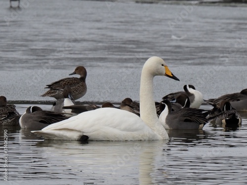 オオハクチョウ