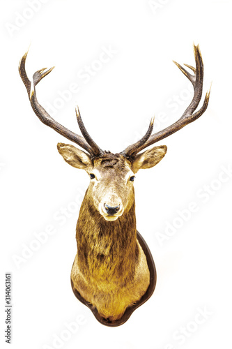 Hirsch mit Geweih Trophäe frontal, Deer with antler trophy freigestellt 