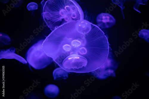 Jellyfishes in the water, sea animals concept