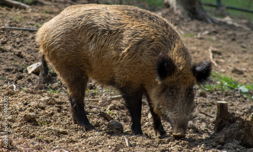 The wild boar (Sus scrofa), also known as the wild swine, Eurasian wild pig, or simply wild pig, is a suid native to much of Eurasia, North Africa, and the Greater Sunda Islands.
