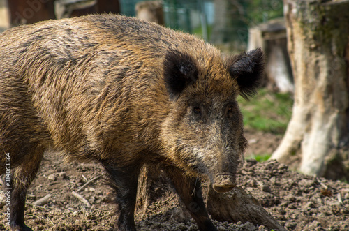 The wild boar (Sus scrofa), also known as the wild swine, Eurasian wild pig, or simply wild pig, is a suid native to much of Eurasia, North Africa, and the Greater Sunda Islands.