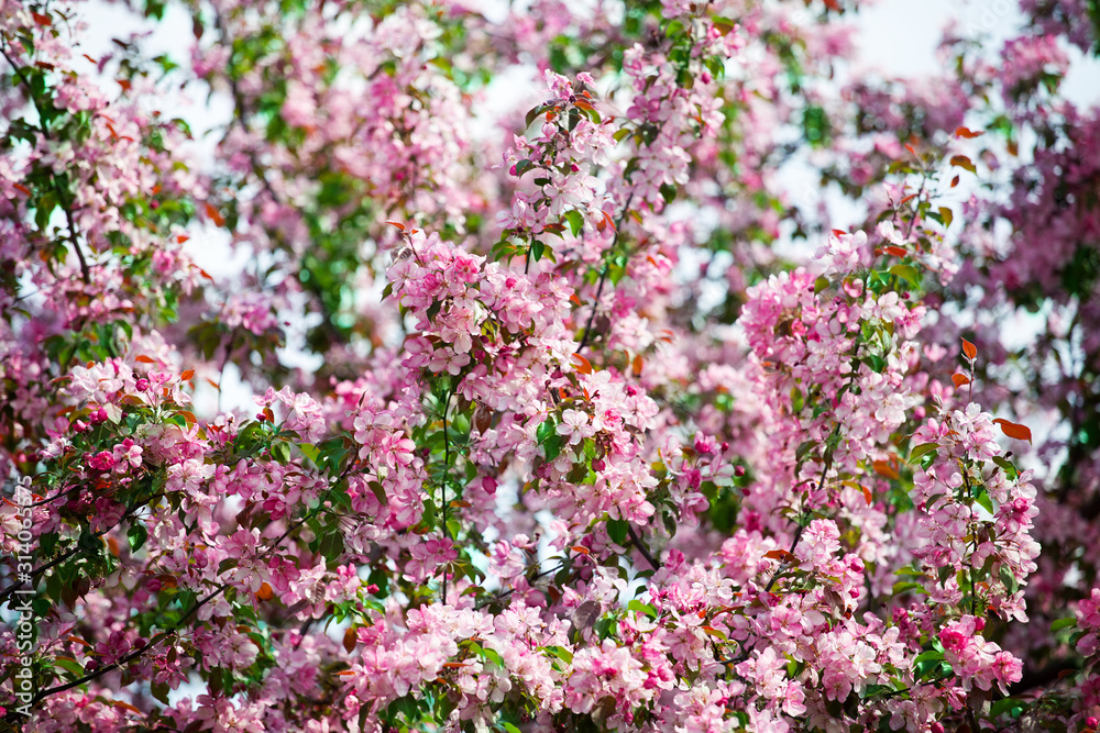 Blooming apple tree branches, white and pink flowers bunch, green leaves, blue sky on blurred bokeh background close up, beautiful spring cherry blossom, red sakura flowers in bloom, springtime nature