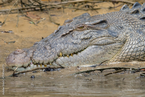 Saltwater or estuarine crocodile (Crocodylus porosus) on the bank of the Daintree River, Queensland, Australia