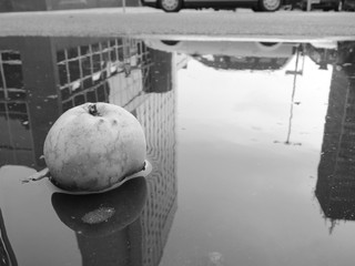 Apple in the puddle