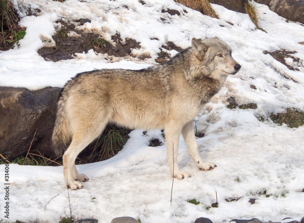 Obraz premium Side profile of a gray wift with a light colored coat looking away from camera.