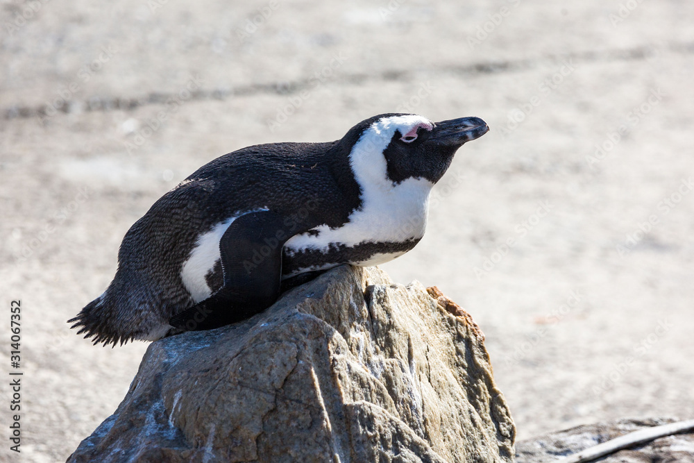 Obraz premium Close up of an African penguin (Spheniscus demersus), sunbathing on a small rock, Betty's Bay, South Africa