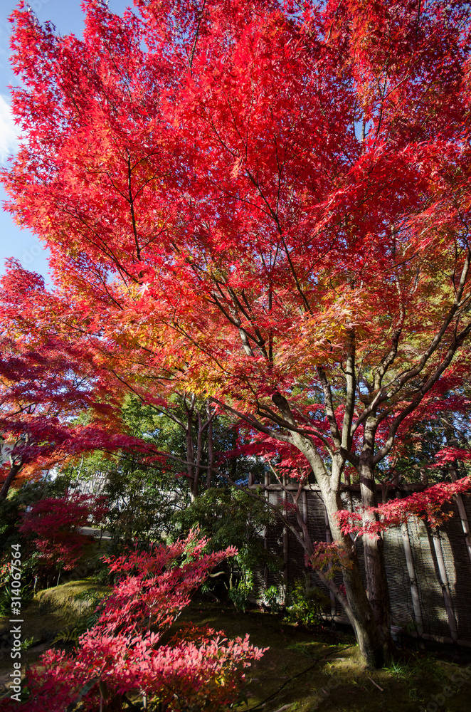 Koko-en Garden in autumn at Himeji, Hyogo Prefecture