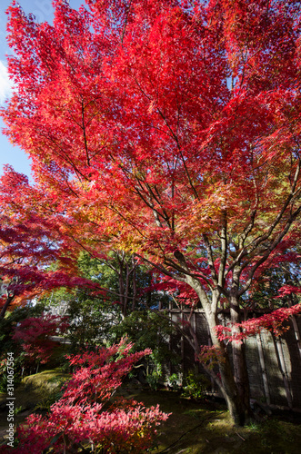 Koko-en Garden in autumn at Himeji  Hyogo Prefecture