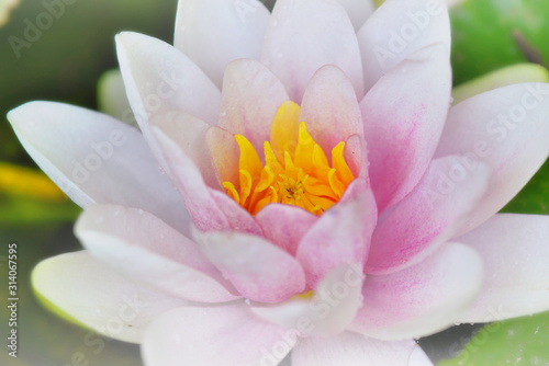 close on beautiful pink and white waterlily with yellow pistils