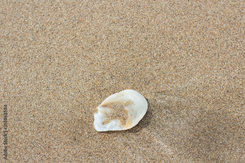 Shells found on the beach Shells found on the beach