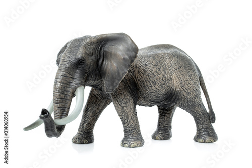 Portrait of an elephant isolated on the white background.