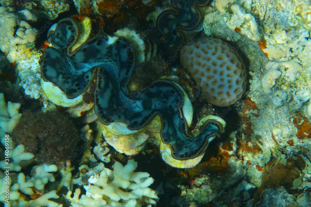 giant clam from egypt giant clam from egypt