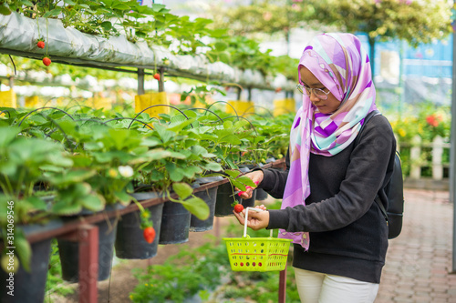 Beautiful attractive young woman plucking strawberry fruits at farm in Cameron Highlands. Selective focus.
