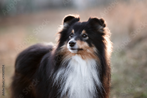 shetland sheepdog portrait close up outdoors