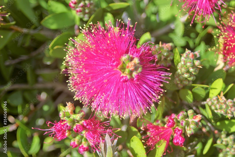 Fototapeta premium la flores a la espera de la primavera