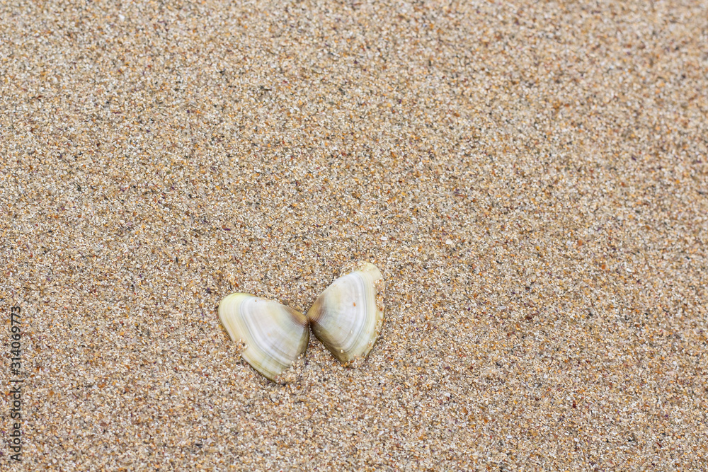 Shells found on the beach Shells found on the beach