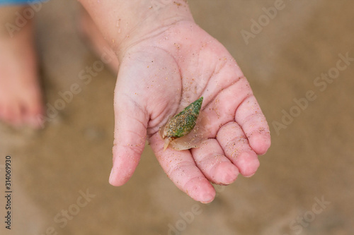 Toddler holding a sea snail in his hand