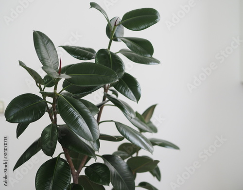 Ficus Rubber-bearing with large leaves in the winter garden home collection. At home, there must be a ficus.