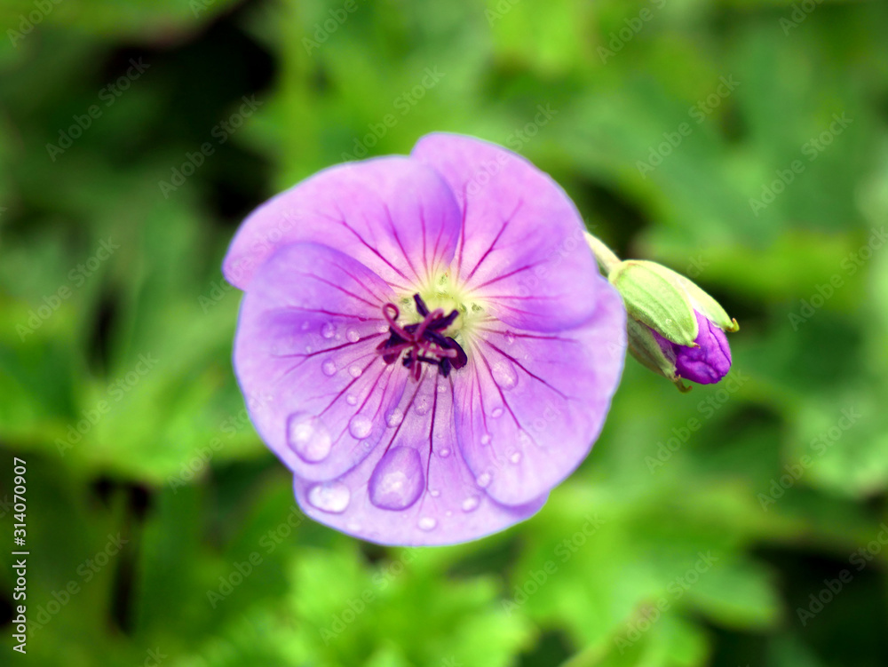 Dew drops on a geranium flower. Sunny spring day in the garden. Dew drops on a geranium flower. Sunny spring day in the garden.
