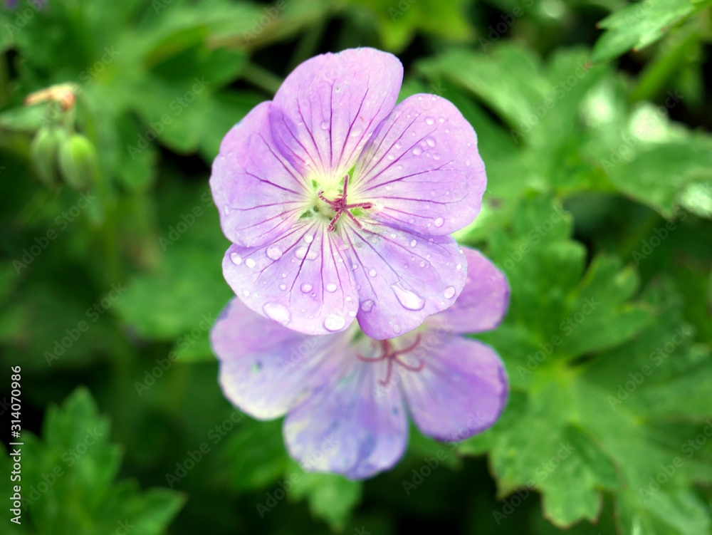 Dew drops on a geranium flower. Sunny spring day in the garden.