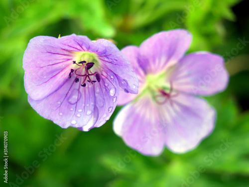 Dew drops on a geranium flower. Sunny spring day in the garden.