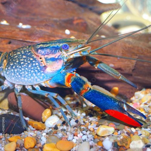 Colorful Australian blue crayfish - cherax quadricarinatus in aquarium photo