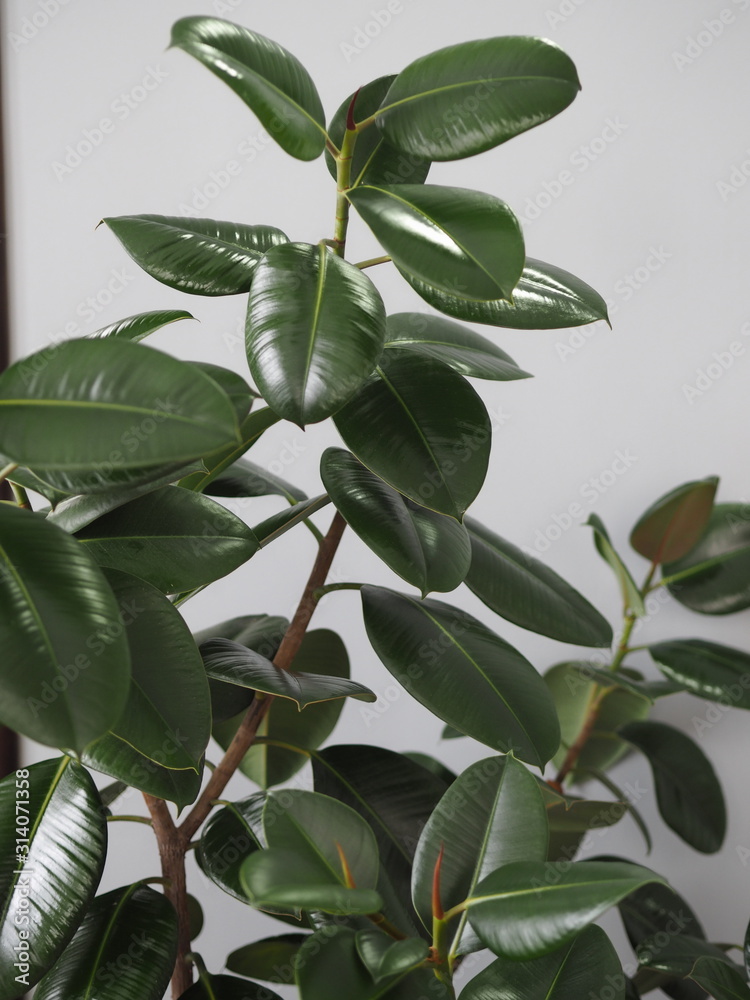 Ficus Rubber-bearing with large leaves in the winter garden home collection. At home, there must be a ficus. Ficus Rubber-bearing with large leaves in the winter garden home collection. At home, there must be a ficus.