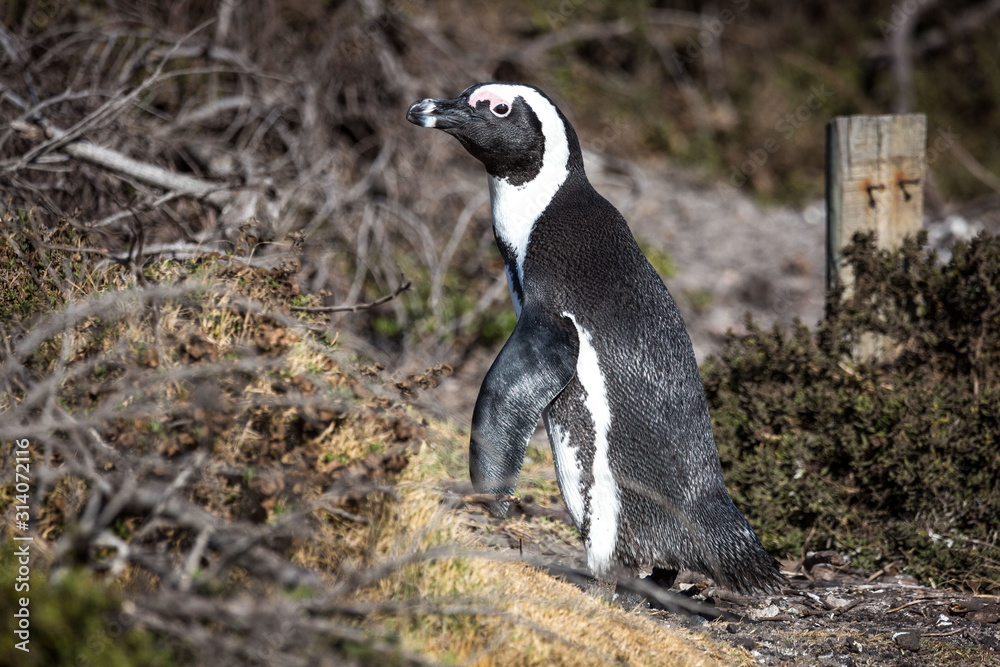 Obraz premium Close up of an African penguin (Spheniscus demersus) at Betty's Bay, South Africa