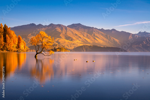 Beautiful tree inside the Lake Wanaka, New Zealand. photo