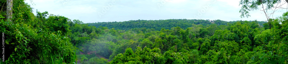 Forest view in Puerto Iguacu in Argentina