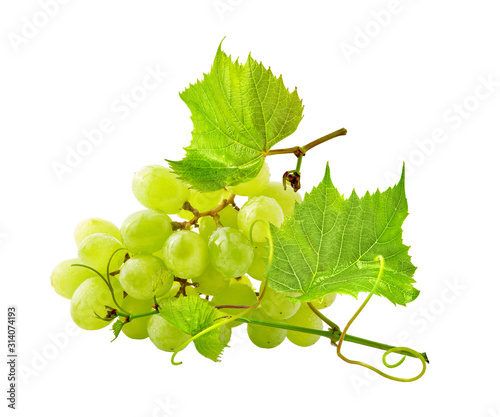Fresh ripe bunch of wet green grapes with leaves and water drops isolated. Juicy grapes design elements composition, focus stacking, white background. Tasty raw fruit, healthy nutrition, winemaking ad