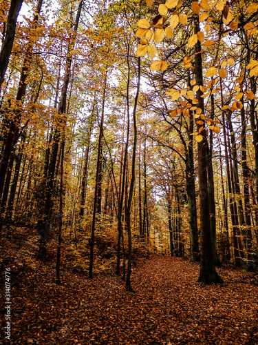 Polish forest in autumn.