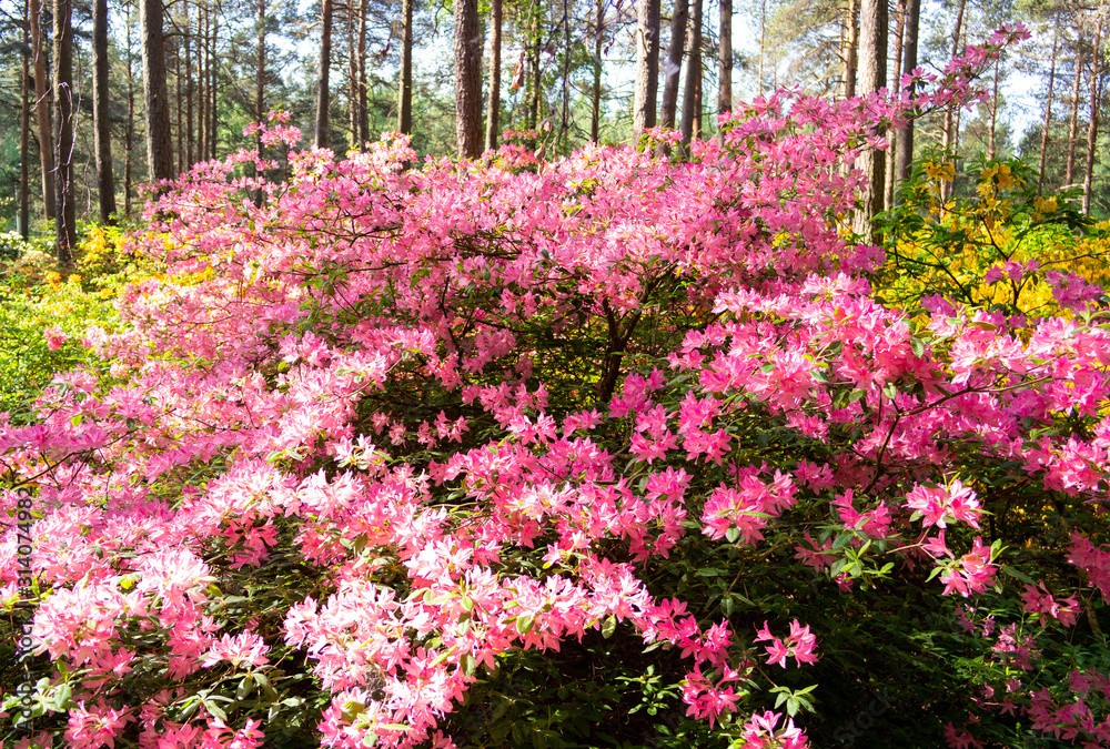Beautiful pink Azaleas, Haaga Rhododendron Park, Helsiki, Finland
