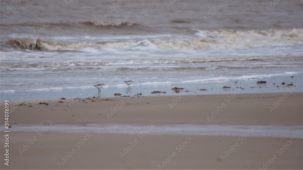 Birds on Beach Gibraltar Point Lincolnshire Birds on Beach Gibraltar Point Lincolnshire