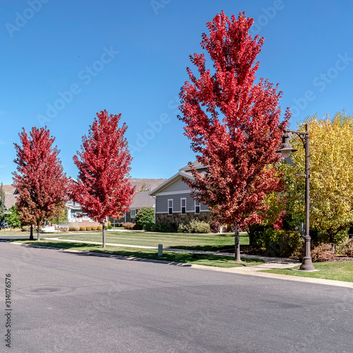Square frame Colorful red maple trees with fall foliage