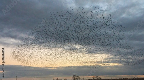 Bilde på lerret Starling Murmuration near Woodhall Spa Lincolnshire
