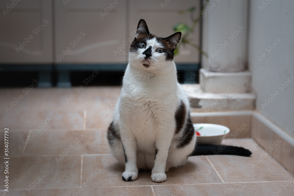 gato gordo blanco y negro espera ansiosamente su comida foto de Stock |  Adobe Stock