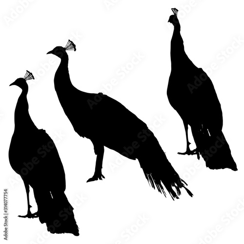 Indian peafowl silhouettes set on white background
