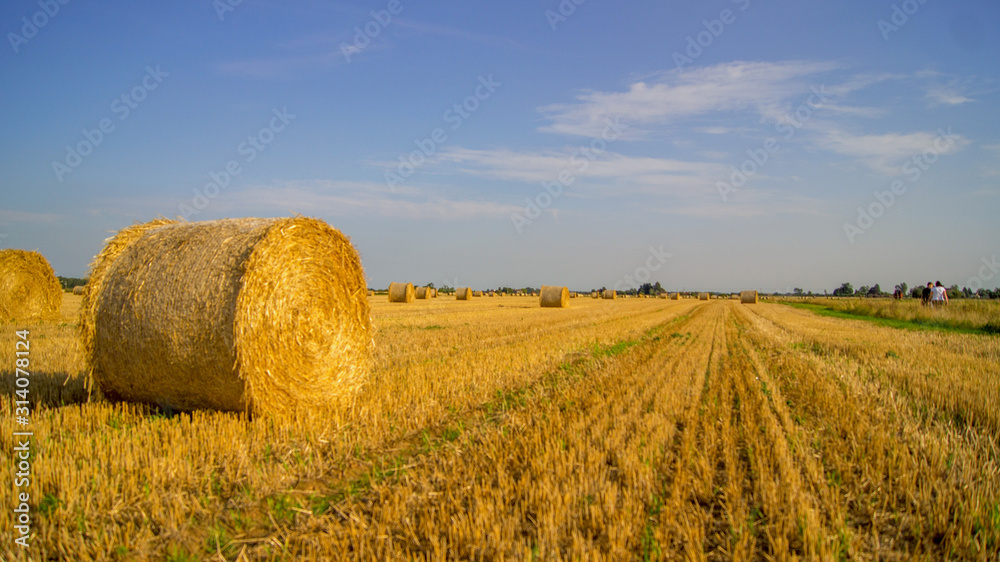 Wheat Fields with bails in Lincolnshire UK