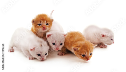 Fototapeta Naklejka Na Ścianę i Meble -  Group small kittens.