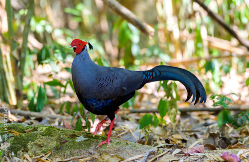 Siamese Fireback (Lophura diardi) at national park in Thailand.