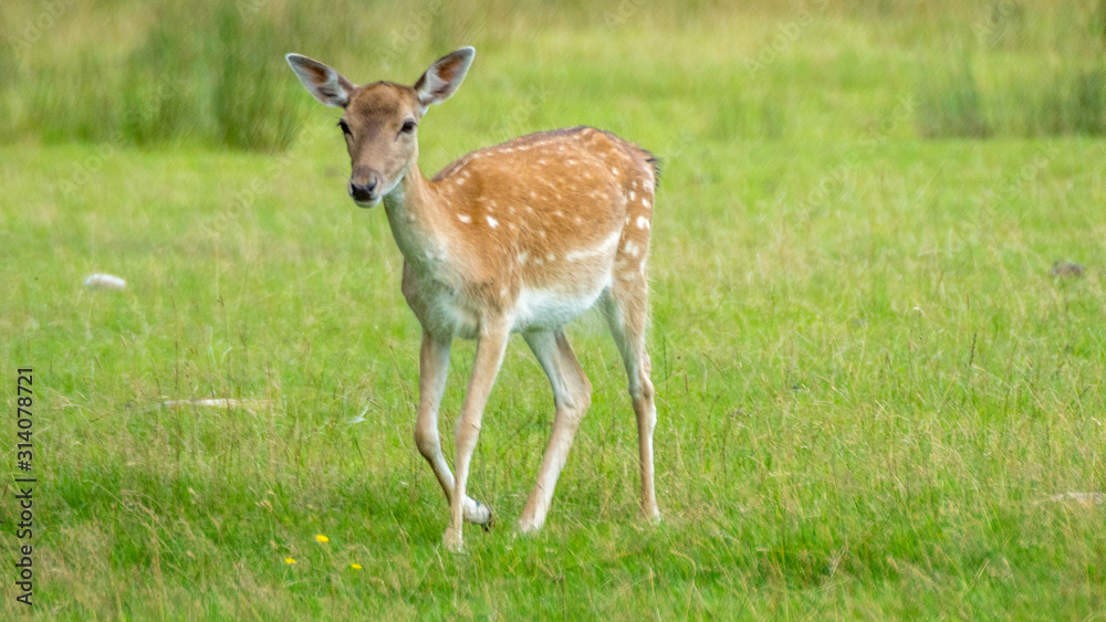 Baby Deer in field