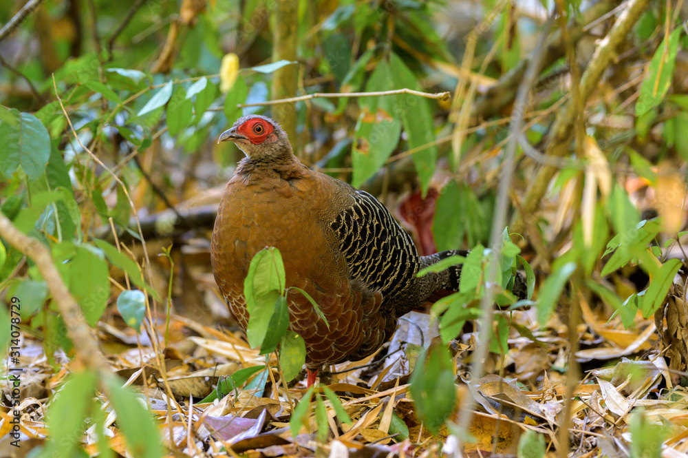 Siamese Fireback (Lophura diardi) at national park in Thailand. Siamese Fireback (Lophura diardi) at national park in Thailand.