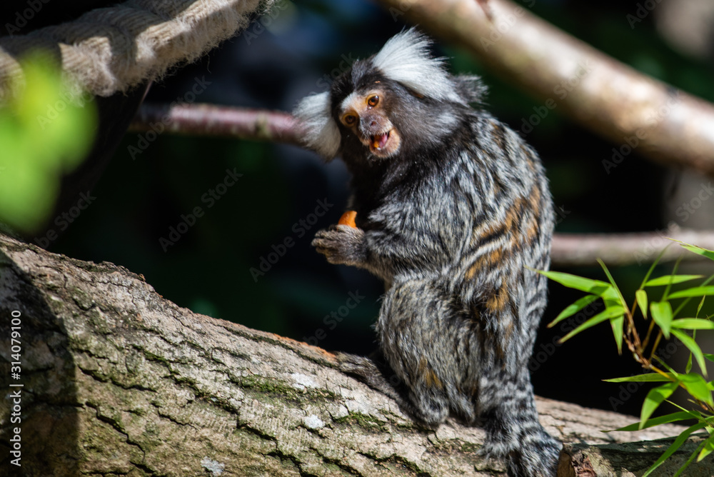 Obraz premium Common Marmoset